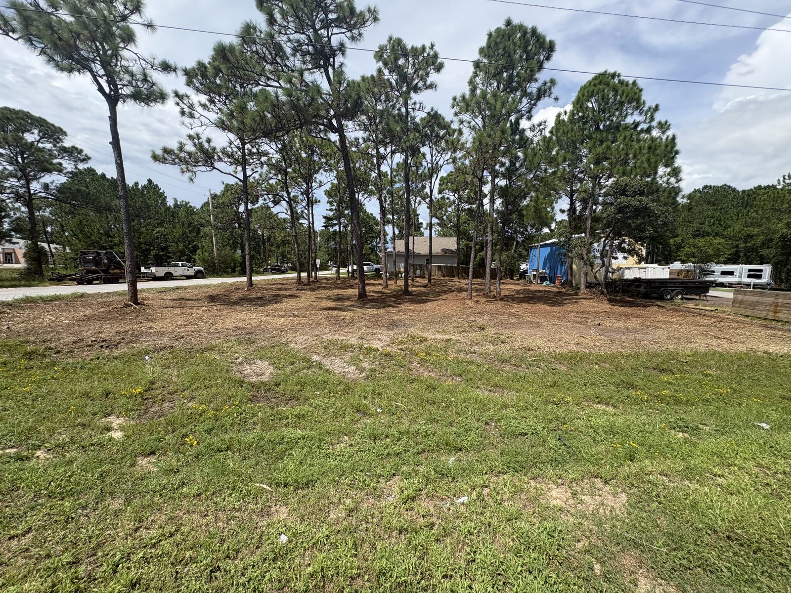 The same lot after forestry mulching, pines left standing over a layer of chips