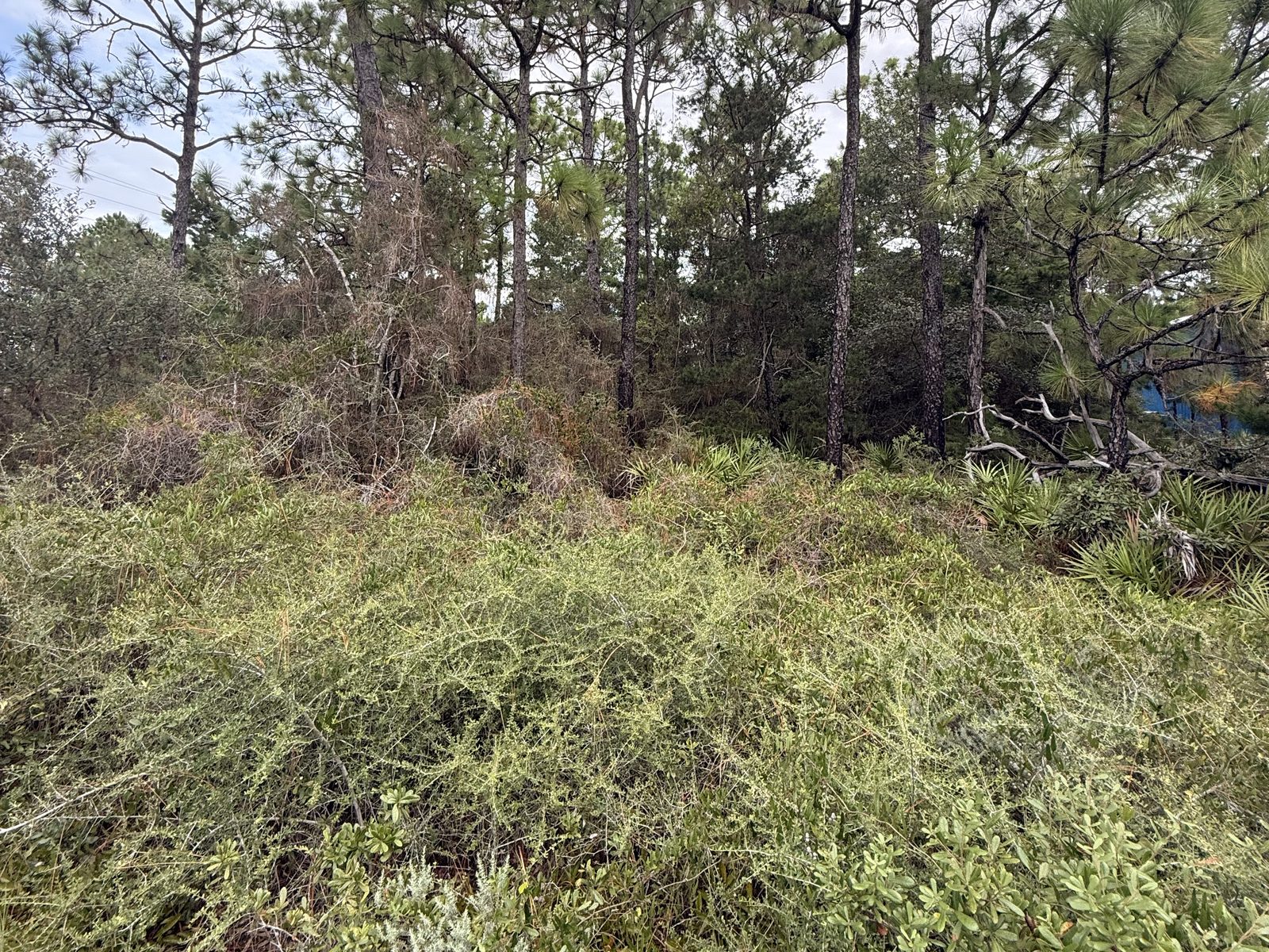 Overgrown lot before forestry mulching, pines standing in thick palmetto and scrub